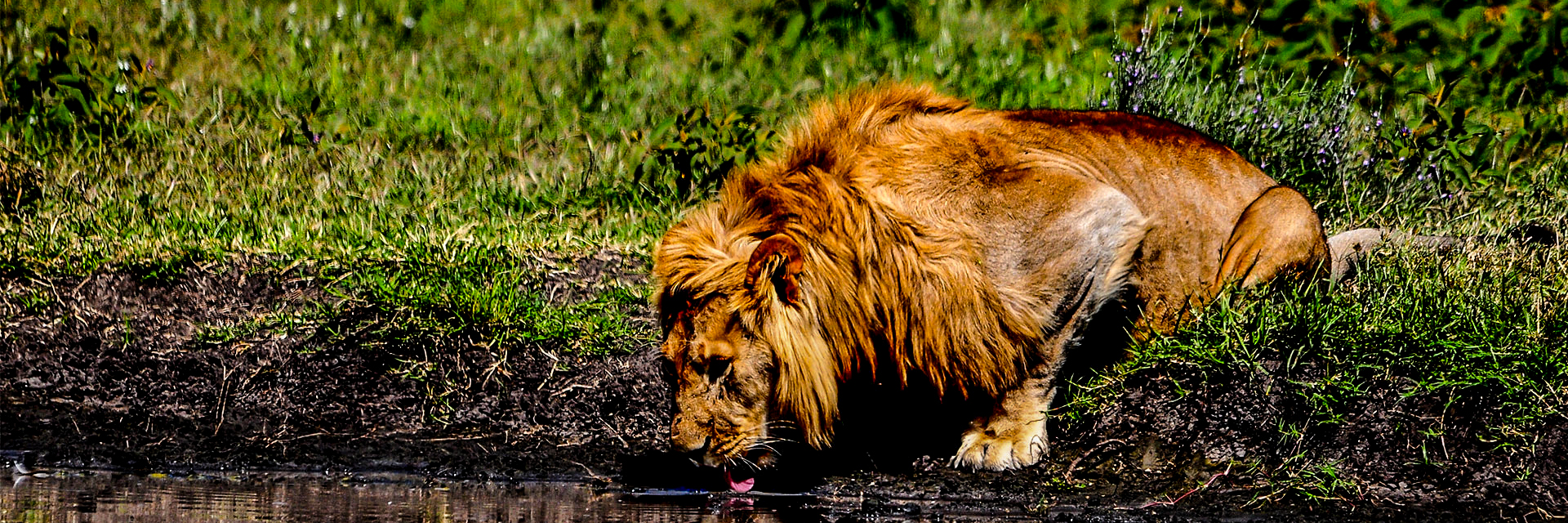 Lion In Plain Of Serengeti National Park